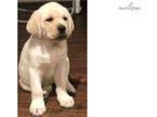 Labrador Retriever Puppy for sale in Fort Lauderdale, FL, USA