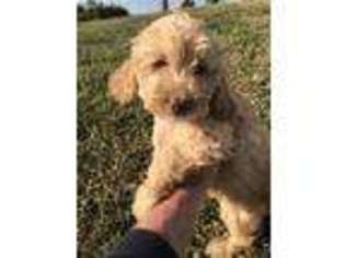 Labradoodle Puppy for sale in Golden Eagle, IL, USA