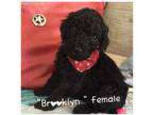 Labradoodle Puppy for sale in Port Richey, FL, USA