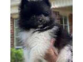 Pomeranian Puppy for sale in Tomball, TX, USA