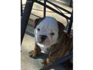 Bulldog Puppy for sale in Mead, CO, USA