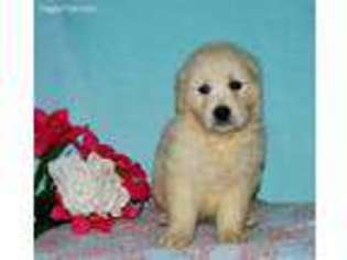 Golden Retriever Puppy for sale in Gordonville, PA, USA