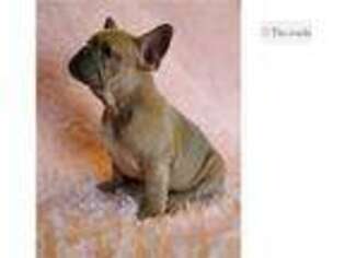 French Bulldog Puppy for sale in Columbia, MO, USA