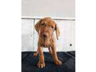Vizsla Puppy for sale in Ames, IA, USA