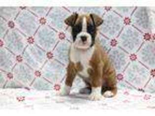 Boxer Puppy for sale in New Paris, IN, USA