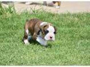 Boxer Puppy for sale in Oklahoma City, OK, USA