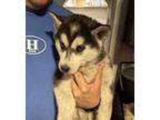 Siberian Husky Puppy for sale in Hartford, CT, USA