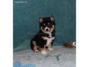 Shiba Inu Puppy for sale in Rogers, AR, USA