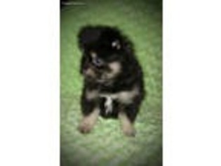 Pomeranian Puppy for sale in Plymouth, UT, USA
