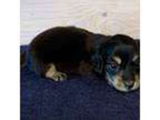 Dachshund Puppy for sale in Charleston, IL, USA