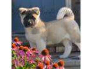 Akita Puppy for sale in Atwood, KS, USA