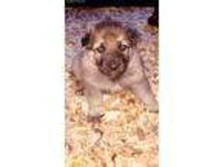 German Shepherd Dog Puppy for sale in New Braunfels, TX, USA