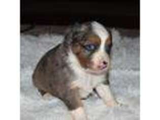 Miniature Australian Shepherd Puppy for sale in Calera, AL, USA
