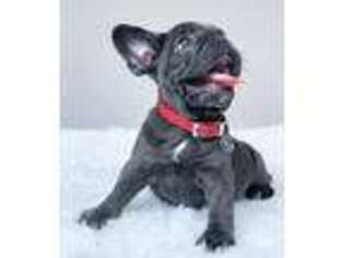 French Bulldog Puppy for sale in Pembroke Pines, FL, USA