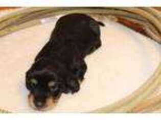 Dachshund Puppy for sale in Hillsboro, OH, USA