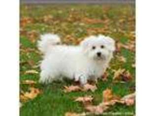 Bichon Frise Puppy for sale in Centreville, MI, USA