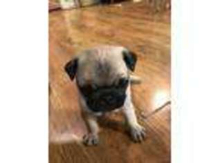 Pug Puppy for sale in Sylmar, CA, USA
