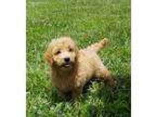 Goldendoodle Puppy for sale in Neosho, MO, USA