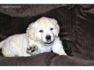 Golden Retriever Puppy for sale in Lena, IL, USA