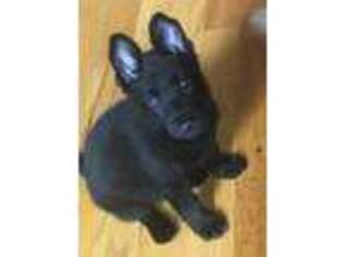 German Shepherd Dog Puppy for sale in Harpers Ferry, WV, USA
