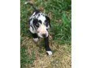 Great Dane Puppy for sale in Madison, MS, USA