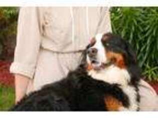 Bernese Mountain Dog Puppy for sale in Scottville, MI, USA