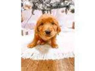 Golden Retriever Puppy for sale in Limon, CO, USA