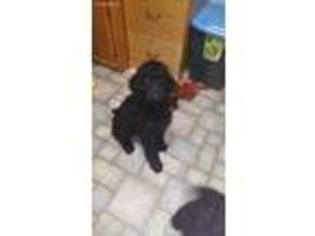 Mutt Puppy for sale in Uniontown, OH, USA