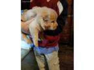 Chow Chow Puppy for sale in Hartford, KY, USA