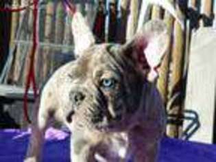 French Bulldog Puppy for sale in Silver City, NM, USA