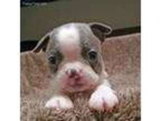 Boston Terrier Puppy for sale in Marietta, OK, USA