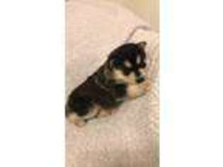 Pomeranian Puppy for sale in Plainville, IN, USA