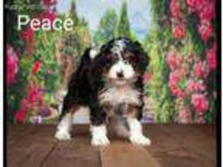 Mutt Puppy for sale in Addison, MI, USA