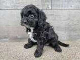 Cavapoo Puppy for sale in Apple Creek, OH, USA