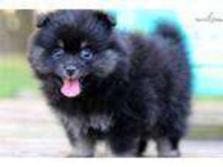 Pomeranian Puppy for sale in South Bend, IN, USA