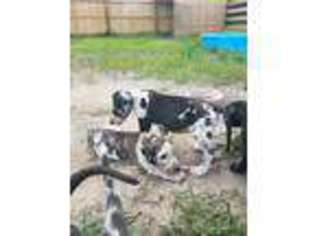 Great Dane Puppy for sale in Chesterfield, VA, USA