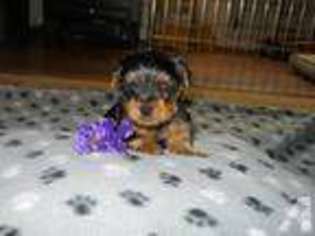 Yorkshire Terrier Puppy for sale in CALDWELL, ID, USA