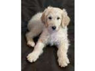 Goldendoodle Puppy for sale in New Castle, CO, USA