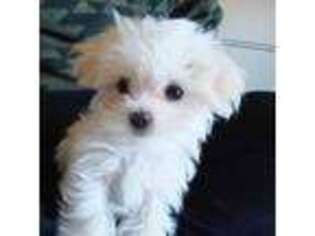 Maltese Puppy for sale in Macon, GA, USA