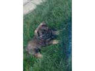 Norwegian Elkhound Puppy for sale in Pine Grove, PA, USA