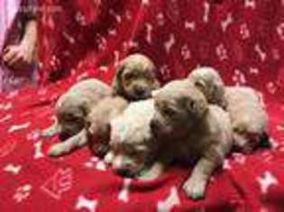 Goldendoodle Puppy for sale in Rudolph, WI, USA