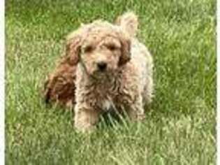 Goldendoodle Puppy for sale in New Haven, MI, USA