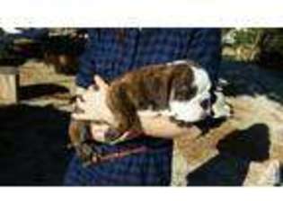 Bulldog Puppy for sale in SANTA CLARITA, CA, USA