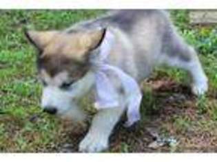 Alaskan Malamute Puppy for sale in Knoxville, TN, USA