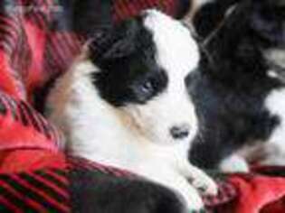 Border Collie Puppy for sale in Mount Vernon, MO, USA