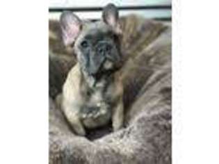 French Bulldog Puppy for sale in Manlius, NY, USA
