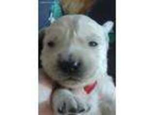 Mutt Puppy for sale in Hiddenite, NC, USA