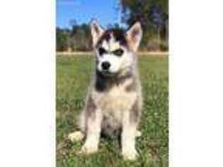 Siberian Husky Puppy for sale in Picayune, MS, USA