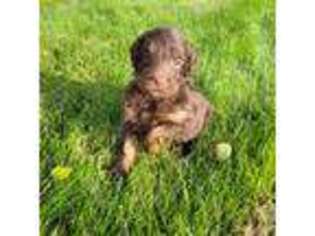 Labradoodle Puppy for sale in Yakima, WA, USA