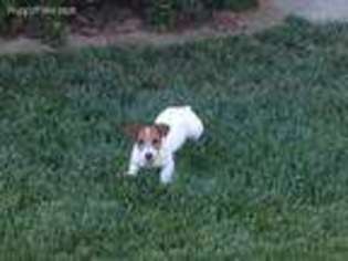 Jack Russell Terrier Puppy for sale in Temecula, CA, USA